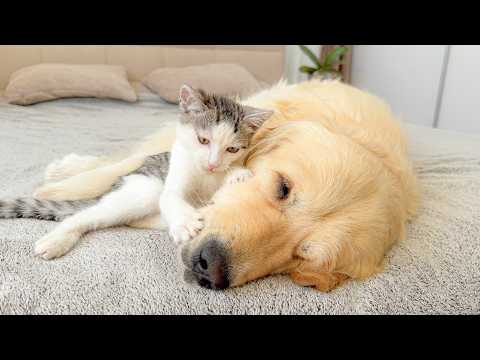 YouTube 썸네일