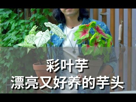 南方魅力彩葉芋