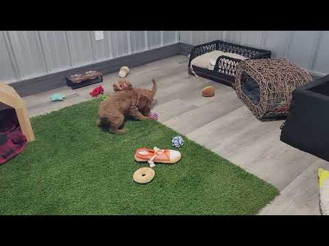 Bristy and Bella F1b Mini Goldendoodle puppies playing.