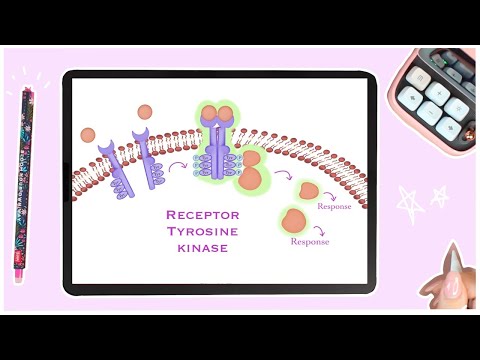 Receptor Tyrosine Kinases - Cell Signaling - Membrane Receptors
