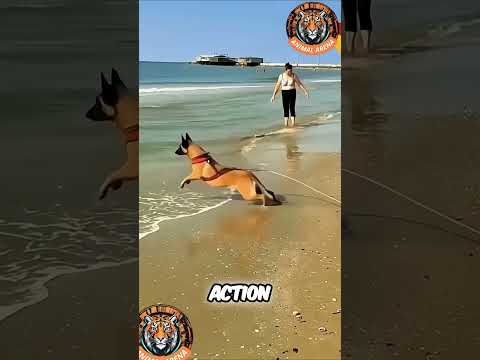 Hero Dog in Action: Belgian Malinois Jumps In to Save a Life! 🐕🌊