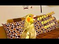 Cockatiel Singing Opera | Funny Compilation