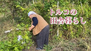 【トルコの田舎暮らし】畑で一日働いてみた