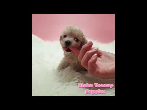 Mini Teddy Bear Face Maltipoo Puppies For Sale - Poo