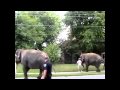 Ringling Bros Training Tragedy Part 2