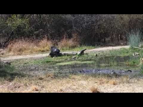 Warthog scratching his bum
