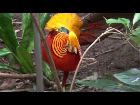 Displaying Golden Pheasant — Chrysolophus pictus