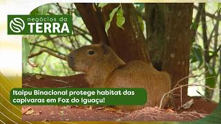 Miniatura do vídeo