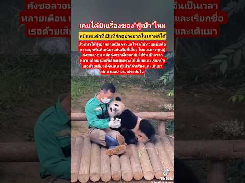 โซเชียลน้ำตาแตก! ความรักความผูกพันของหมีแพนด้ากับพี่เลี้ยง