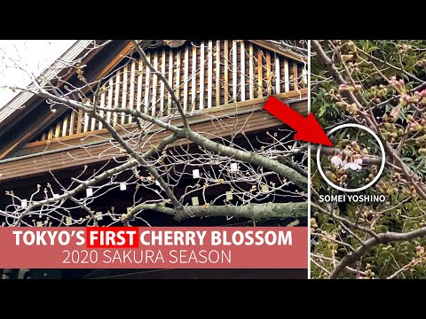 Tokyo's First Cherry Blossom of 2020 | The Sakura Forecast Tree