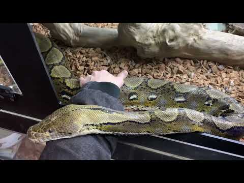 Reticulated Pythons resting on my arm.  Occasionally squeezing it too...