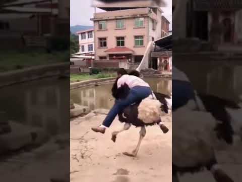 L'autruche contre l'homme le plus drôle sur youtube 🤣🤣🤣🤣