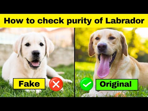 How to Check Purity of Labrador Retriever Puppy ✅