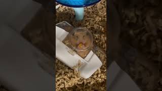 もぐもぐハムスター#hamsters #hamstereating #cuteanimals #hamsterlove