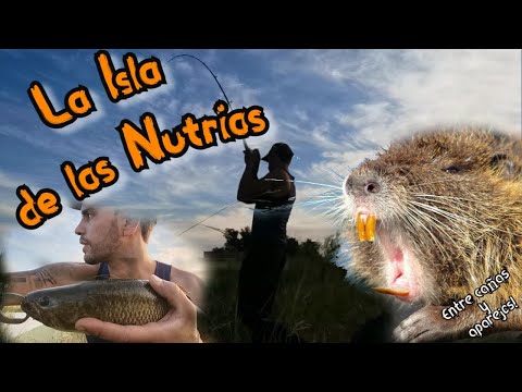 La Isla de las Nutrias🎣Tarariras, tortugas y anguilas/Sauce,Canelones,Uruguay/Entre cañas y aparejos