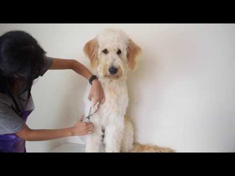 DIY Dog Grooming tools review: SHELANDY 3.2HP Pet Hair ...