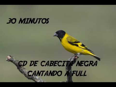 download lagu mp3 mp4 Cabecita Negra Comun, download lagu Cabecita Negra Comun gratis, unduh video klip Cabecita Negra Comun