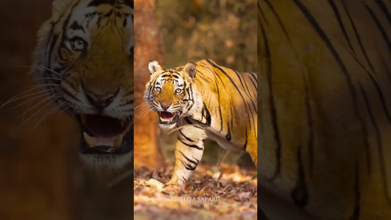 Tiger : some are confident while other are shy |shy tiger | tiger lover | 2026 tiger sighting #tiger