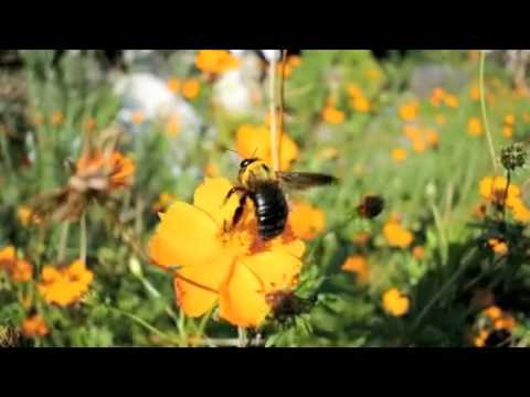 クマバチ　Motion Snap Shot