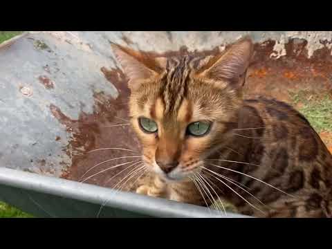 Bengal (Jude ) cat loves helping out when we’re gardening