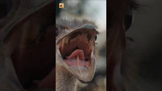 Ostrich Sounds (Closeup View Of Ostrich On The Ostrich Farm)