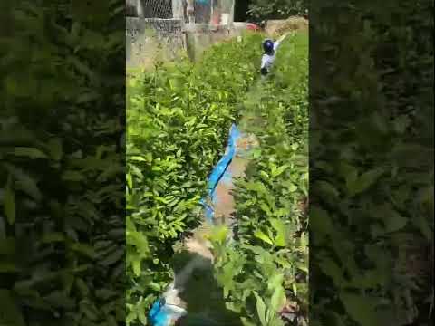 Mai con quấn rễ giá 6k /1 cây 0338509805