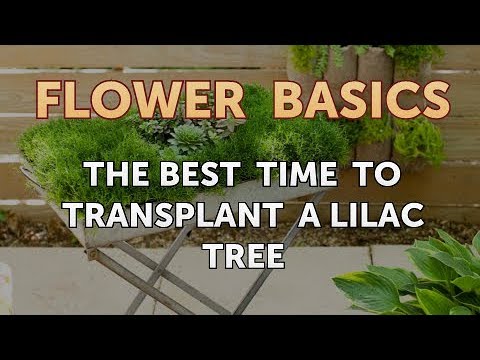 How to Get More Canna Lily Blooms