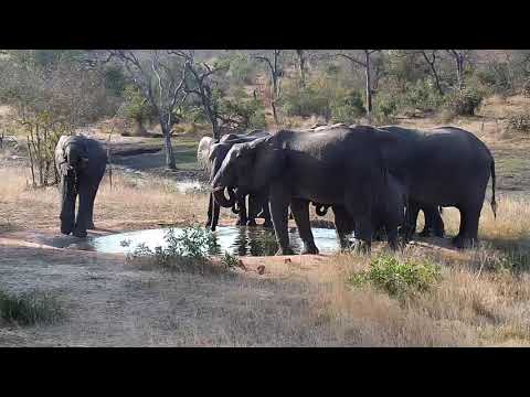 Djuma: Elephant herd drinks at pan and walks by Blacksmith Lapwing nest - 15:48 - 08/22/20