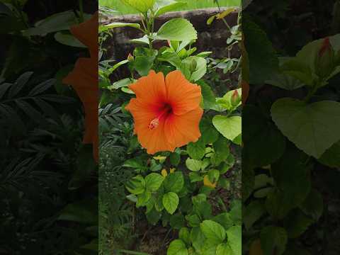 Habiscus #shorts #trending