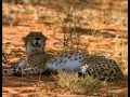 Documentary Nature - Stalking Leopards