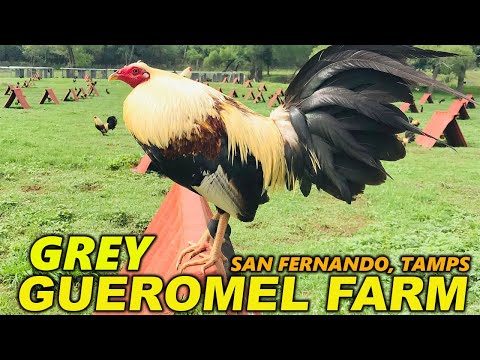 Quality Giros Grey Gueromel Farm Tamaulipas Mexico