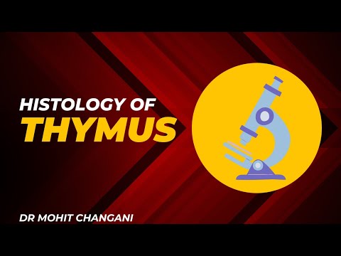 Histology of the Thymus | Structural Explanation with Microscopic Slides