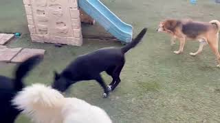 Video preview image #1 Australian Kelpie-Labrador Retriever Mix Puppy For Sale in Newport Beach, CA, USA