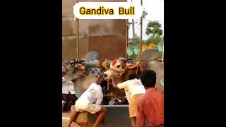 Gandiva The Powerful Bull