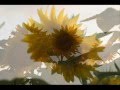 GIRASOLE - Giorgia 