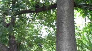 Bear cub - how to almost capture an orphaned bear cub