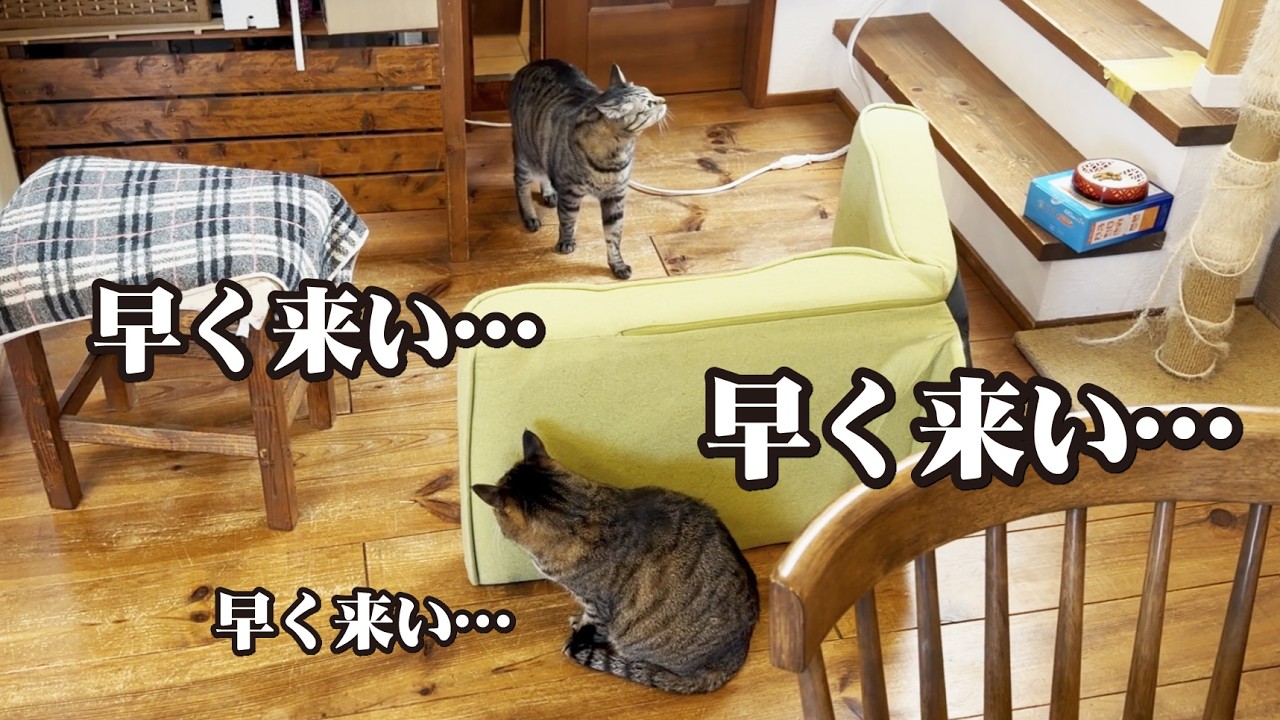 トイレから戻ってきた所を待ち伏せして驚かせたくて仕方ない猫！