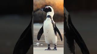 Download lagu Private Guide World :: Your Guide To Bird-Watching Paradise In Peru :: Humboldt Penguins mp3