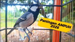 Download lagu Live !! Pancingan Gelatik Batu agar Gacor dengan panggilan nada nyrecet wucit gacor mp3