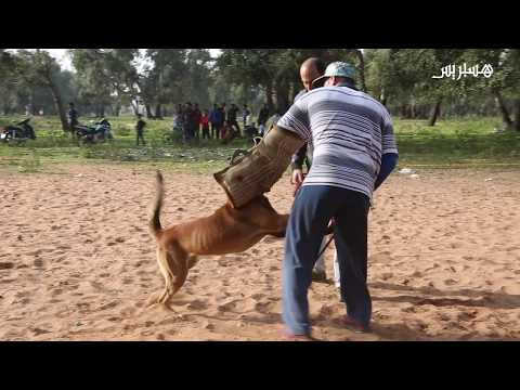 رشيد شاب يعشق هواية ترويض الكلاب وهذه نصائحه لعاشقي تربية أوفى صديق للإنسان