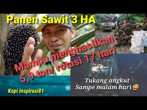 PANEN SAWIT 5,9 TON SAMPAI MALAM HARI || Kopi Inspirasi81