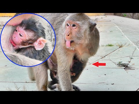 Congratulations Old Mother Monkey Arina just give newborn today