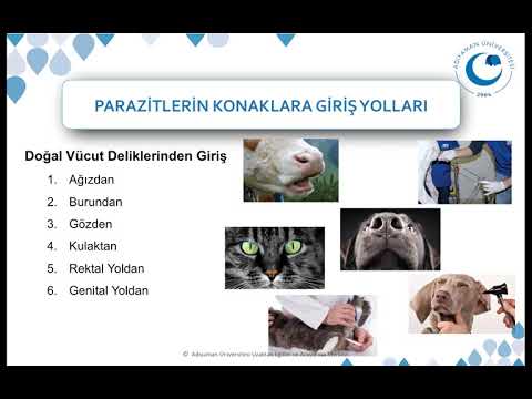 , title : 'Parazitlerin Bulaşma Yolları ve Zoonozlar'