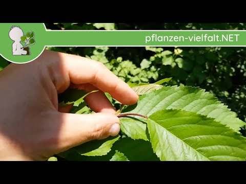 Vogel-Kirsche - Blatt/Blätter - 09.05.18 (Prunus avium) - Bäume (Blätter) bestimmen