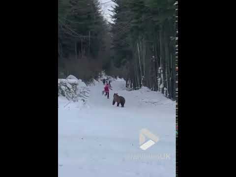 Bear chases skier || Viral Video UK