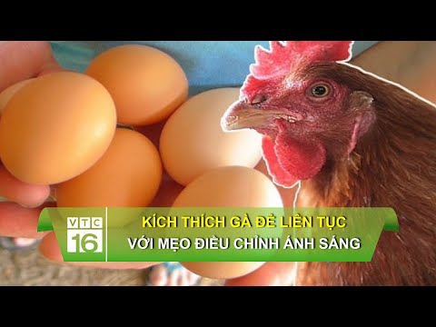 , title : 'Kích thích gà đẻ liên tục với mẹo điều chỉnh ánh sáng | VTC16'