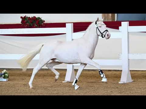 Gekörter Reitponyhengst, *2019. licenced premium Pony Stallion