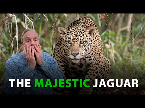 What is like to go on a Jaguar Tour in Pantanal - SouthWild