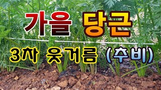 [텃밭농부.825]  가을 당근에 3차 웃거름 주는 방법 #당근재배