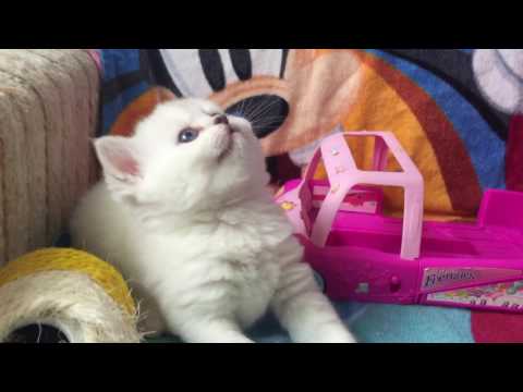 Cute British blue eyed kitten having fun
